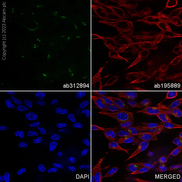 Immunocytochemistry/ Immunofluorescence - Alexa Fluor® 488 Anti-Protein CASP antibody [EPR18806] (AB312894)