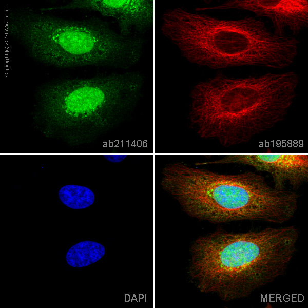 Immunocytochemistry/ Immunofluorescence - Alexa Fluor® 488 Anti-PRPF31 antibody [EPR14587] (AB211406)