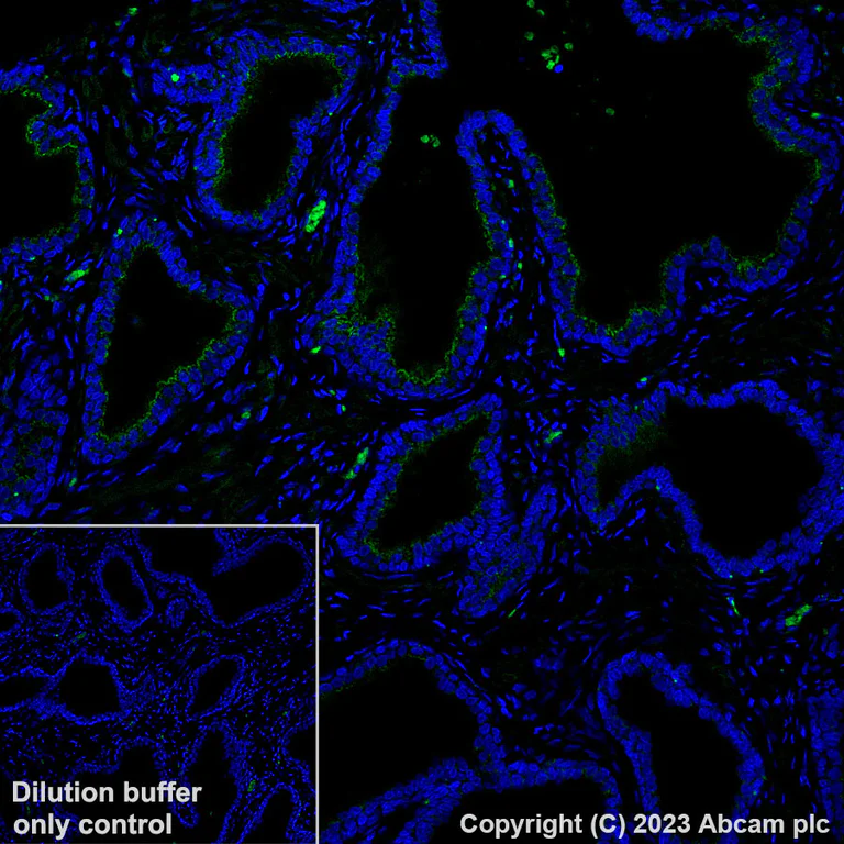 Immunohistochemistry (Formalin/PFA-fixed paraffin-embedded sections) - Alexa Fluor® 488 Anti-PSMA antibody [EPR6253] (AB309608)