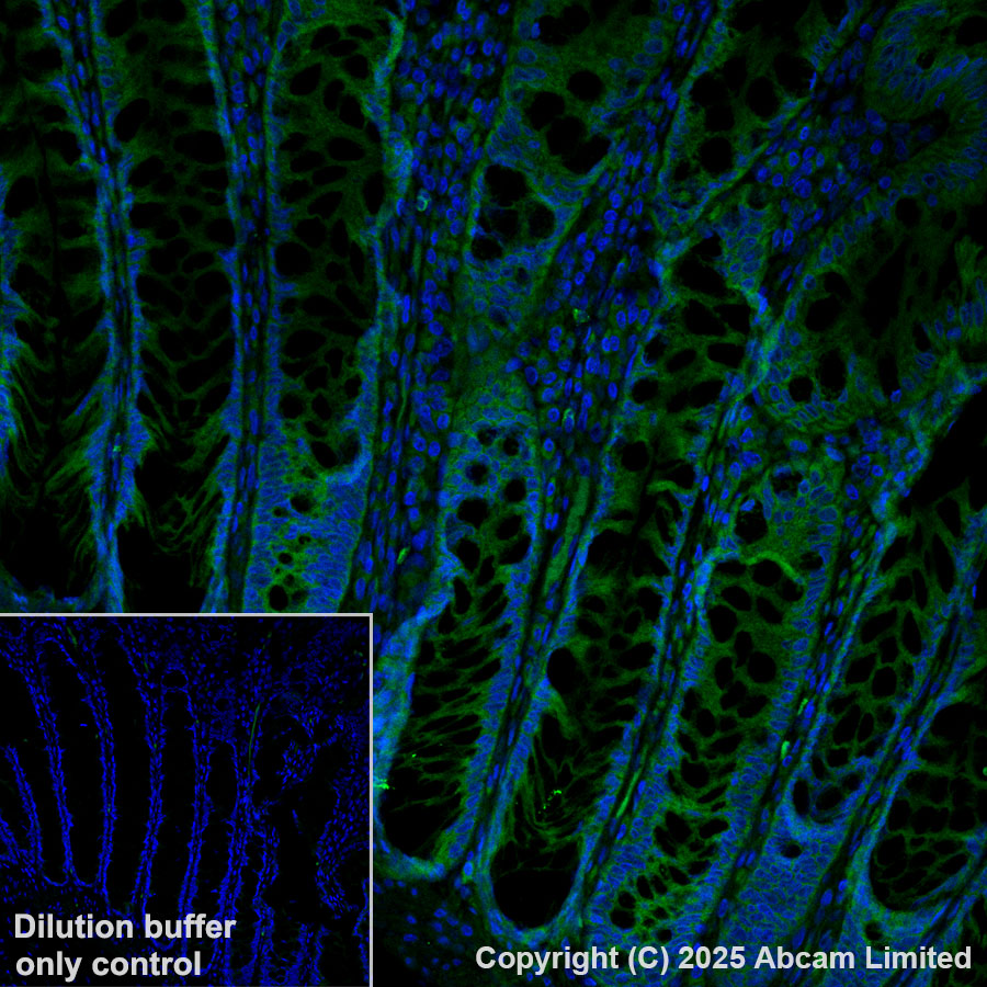 Immunohistochemistry (Formalin/PFA-fixed paraffin-embedded sections) - Alexa Fluor® 488 Anti-PTPN12 antibody [EPR28198-148] (AB323838), expandable thumbnail
