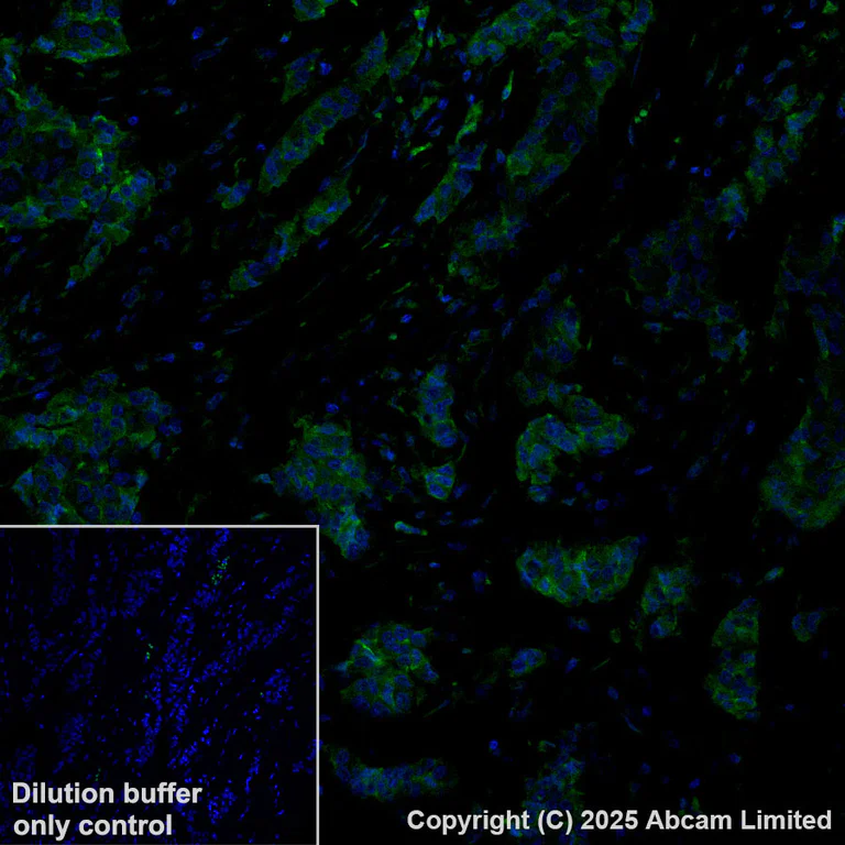 Immunohistochemistry (Formalin/PFA-fixed paraffin-embedded sections) - Alexa Fluor® 488 Anti-PTPN12 antibody [EPR28198-148] (AB323838)