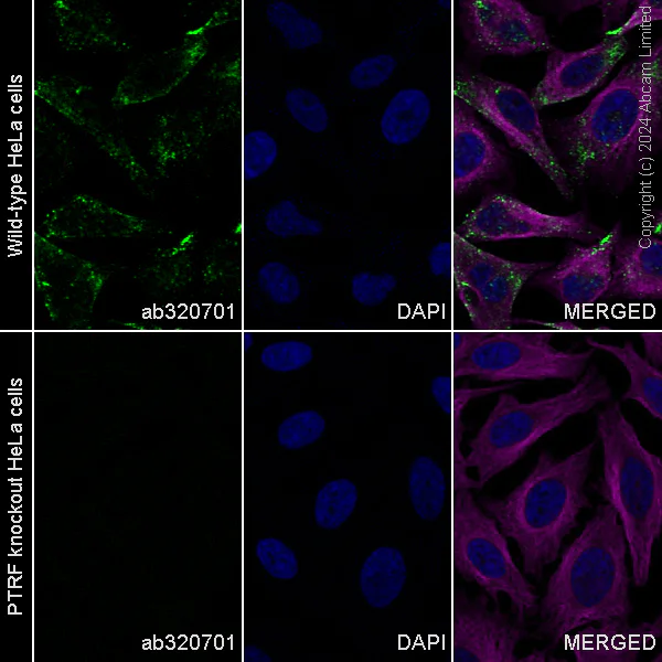 Immunocytochemistry/ Immunofluorescence - Alexa Fluor® 488 Anti-PTRF antibody [EPR27006-67] (AB320701)