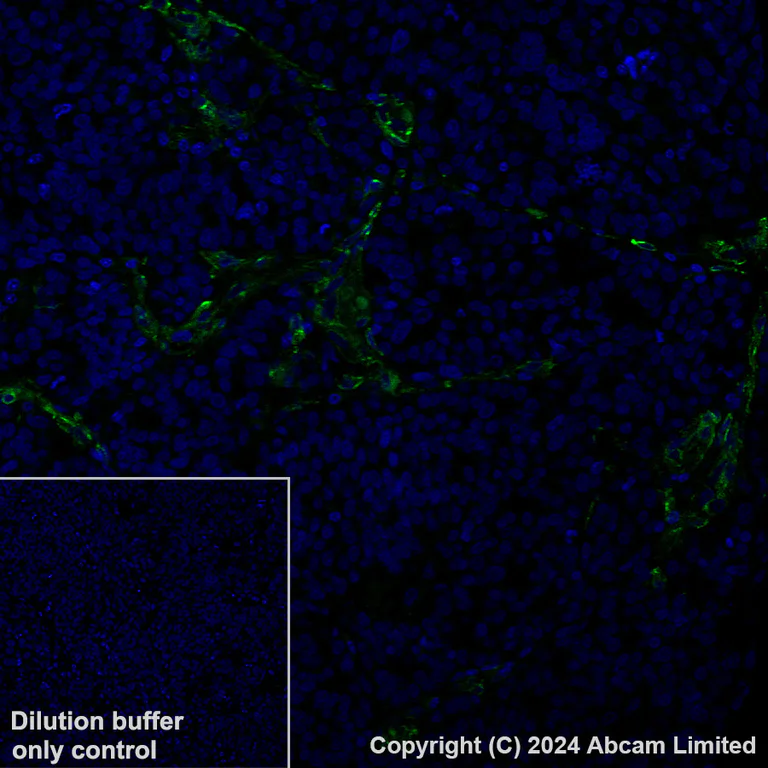 Immunohistochemistry (Formalin/PFA-fixed paraffin-embedded sections) - Alexa Fluor® 488 Anti-PTRF antibody [EPR27006-67] (AB320701)