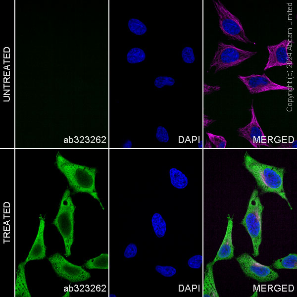 Immunocytochemistry/ Immunofluorescence - Alexa Fluor® 488 Anti-Puromycin antibody [EPR27218-173] (AB323262), expandable thumbnail
