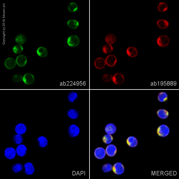 Immunocytochemistry/ Immunofluorescence - Alexa Fluor® 488 Anti-PYK2 antibody [YE353] (AB224956)