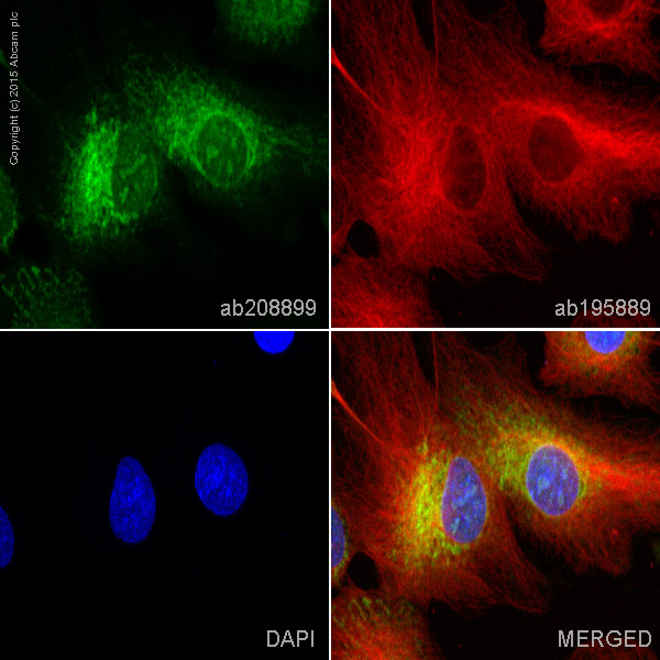 Immunocytochemistry/ Immunofluorescence - Alexa Fluor® 488 Anti-Rab5 antibody [EPR17321] (AB208899), expandable thumbnail