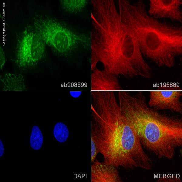 Immunocytochemistry/ Immunofluorescence - Alexa Fluor® 488 Anti-Rab5 antibody [EPR17321] - Early Endosome Marker (AB208899)