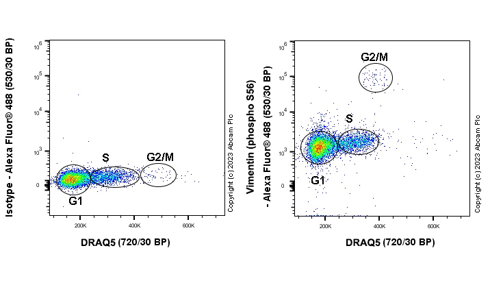 Alexa Fluor® 488 rabbit IgG, monoclonal [EPR25A] isotype