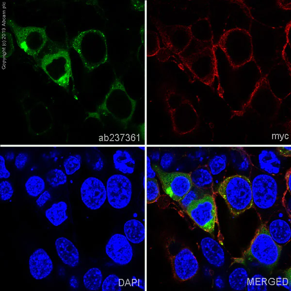 Immunocytochemistry/ Immunofluorescence - Alexa Fluor® 488 Anti-RAGE antibody [EPR21171] (AB237361)