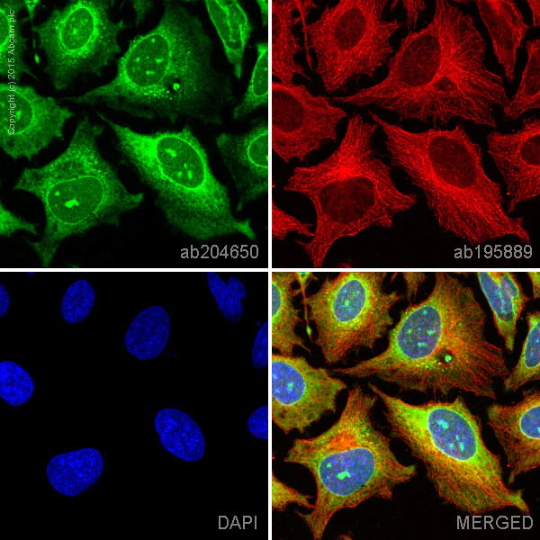 Immunocytochemistry/ Immunofluorescence - Alexa Fluor® 488 Anti-RanGAP1 antibody [EPR3295] (AB204650)