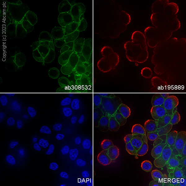 Immunocytochemistry/ Immunofluorescence - Alexa Fluor® 488 Anti-Ras antibody [EP1125Y] (AB308532)