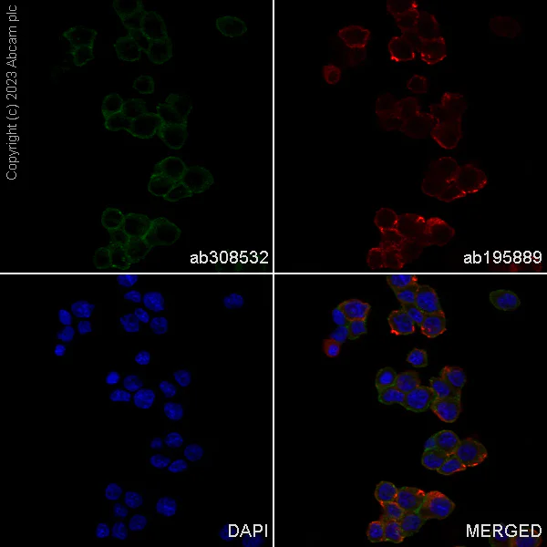 Immunocytochemistry/ Immunofluorescence - Alexa Fluor® 488 Anti-Ras antibody [EP1125Y] (AB308532)