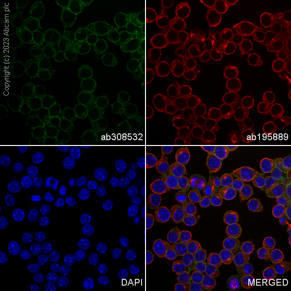Alexa Fluor® 488 Anti-Ras antibody [EP1125Y] (ab308532) | Abcam