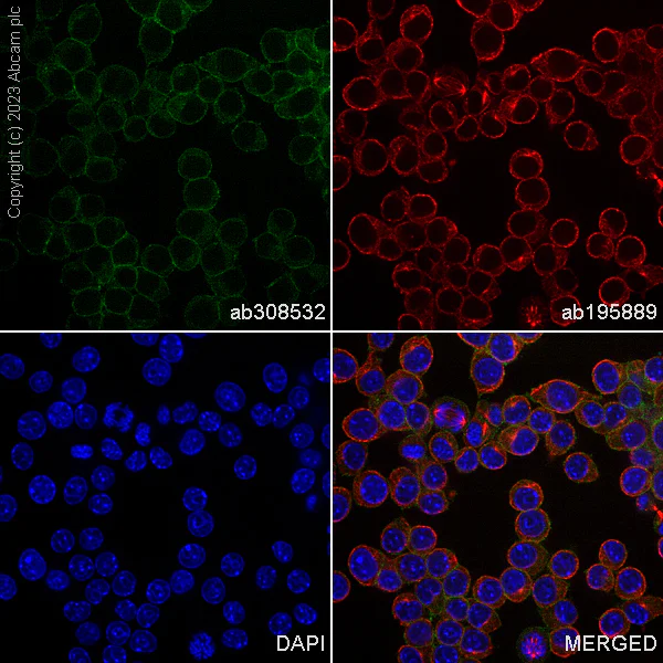 Immunocytochemistry/ Immunofluorescence - Alexa Fluor® 488 Anti-Ras antibody [EP1125Y] (AB308532)