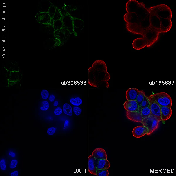 Immunocytochemistry/ Immunofluorescence - Alexa Fluor® 488 Anti-Ras antibody [EPR3255] (AB308536)