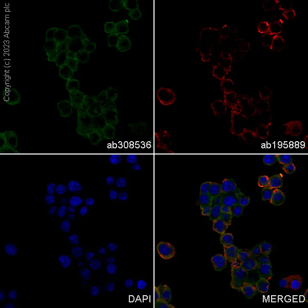 Immunocytochemistry/ Immunofluorescence - Alexa Fluor® 488 Anti-Ras antibody [EPR3255] (AB308536)
