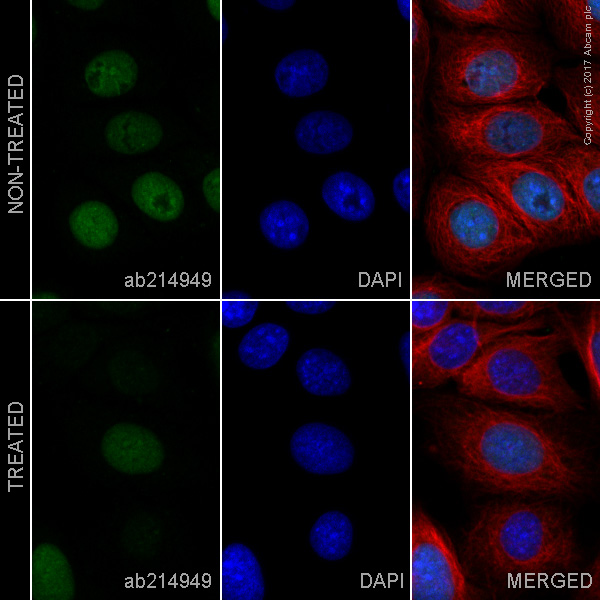 Immunocytochemistry/ Immunofluorescence - Alexa Fluor® 488 Anti-Rb (phospho S807) antibody [EPR17732] (AB214949), expandable thumbnail