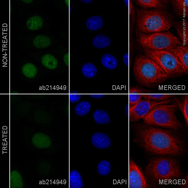 Immunocytochemistry/ Immunofluorescence - Alexa Fluor® 488 Anti-Rb (phospho S807) antibody [EPR17732] (AB214949)