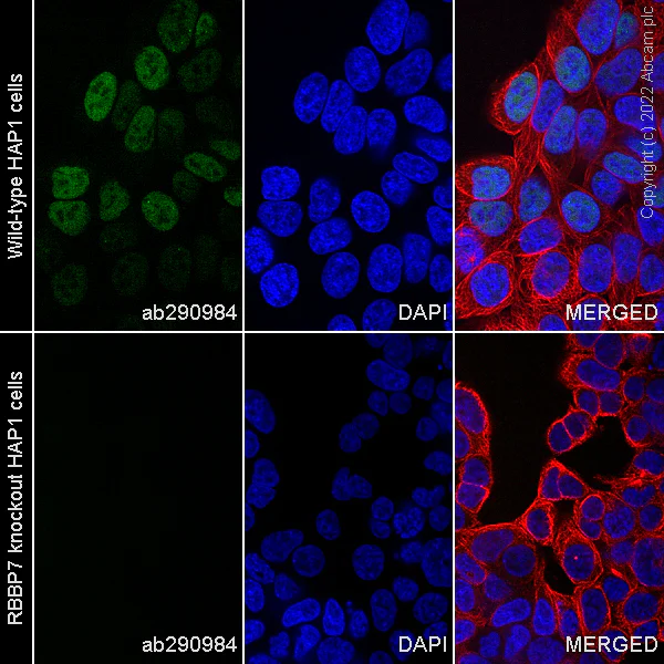Immunocytochemistry - Alexa Fluor® 488 Anti-RBBP7 antibody [EPR23796-74] (AB290984)