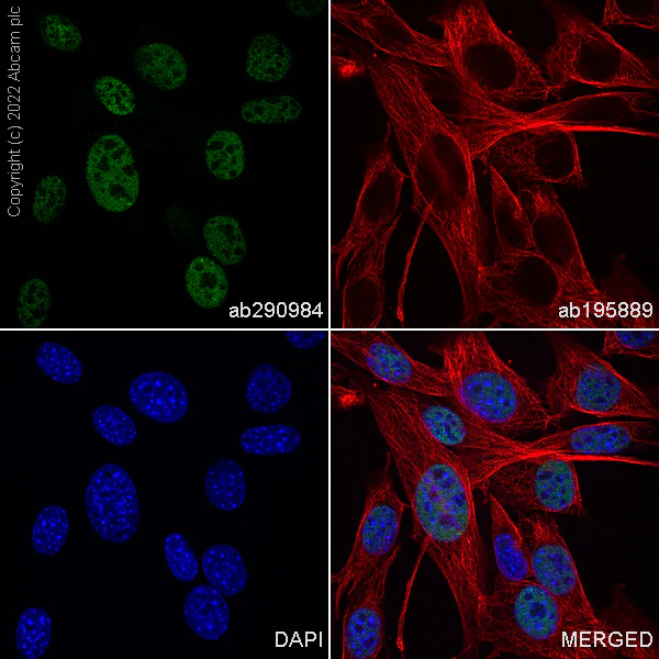 Immunocytochemistry - Alexa Fluor® 488 Anti-RBBP7 antibody [EPR23796-74] (AB290984)