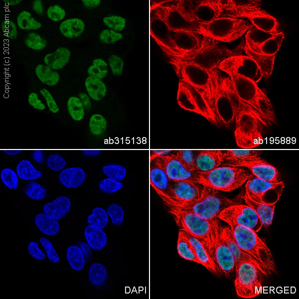 Immunocytochemistry/ Immunofluorescence - Alexa Fluor® 488 Anti-RBM3 antibody [EPR6061(2)] (AB315138)