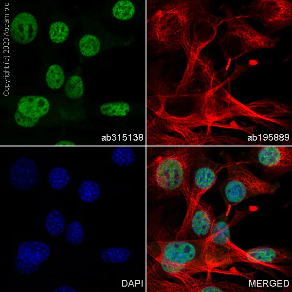 Immunocytochemistry/ Immunofluorescence - Alexa Fluor® 488 Anti-RBM3 antibody [EPR6061(2)] (AB315138)