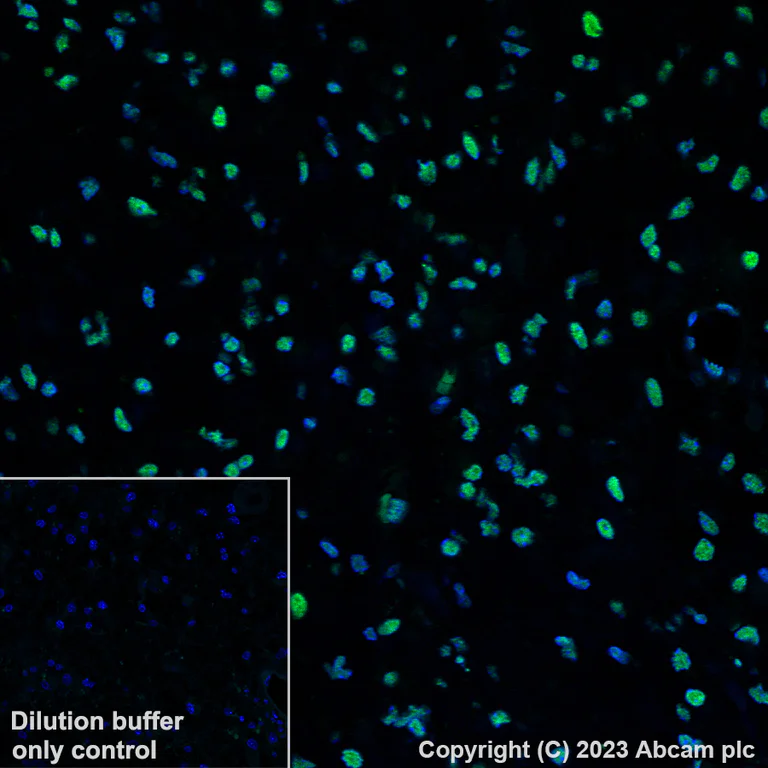 Immunohistochemistry (Formalin/PFA-fixed paraffin-embedded sections) - Alexa Fluor® 488 Anti-RBM3 antibody [EPR6061(2)] (AB315138)