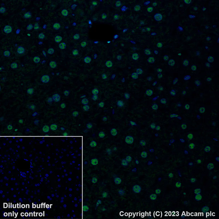 Immunohistochemistry (Formalin/PFA-fixed paraffin-embedded sections) - Alexa Fluor® 488 Anti-RBM3 antibody [EPR6061(2)] (AB315138)