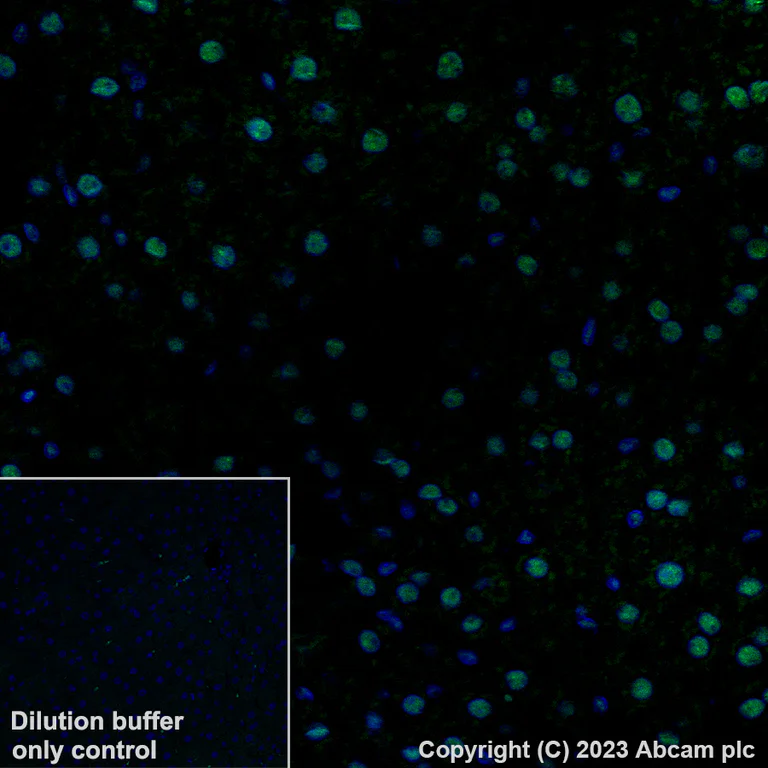 Immunohistochemistry (Formalin/PFA-fixed paraffin-embedded sections) - Alexa Fluor® 488 Anti-RBM3 antibody [EPR6061(2)] (AB315138)