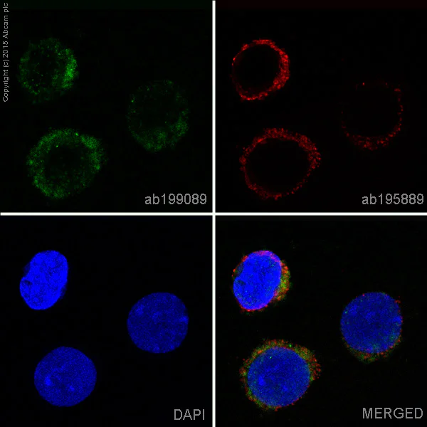 Immunocytochemistry/ Immunofluorescence - Alexa Fluor® 488 Anti-Rel B antibody [EP613Y] (AB199089)