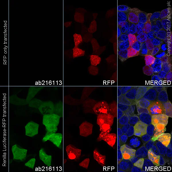 Immunocytochemistry/ Immunofluorescence - Alexa Fluor® 488 Anti-Renilla Luciferase antibody [EPR17791] (AB216113)