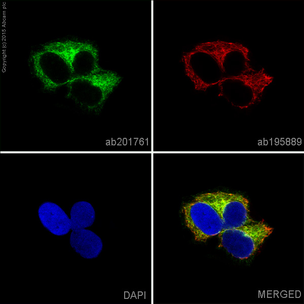 Immunocytochemistry/ Immunofluorescence - Alexa Fluor® 488 Anti-RENT1/hUPF1 antibody [EPR4681] (AB201761), expandable thumbnail