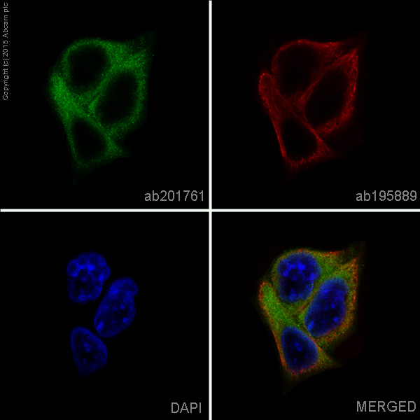 Immunocytochemistry/ Immunofluorescence - Alexa Fluor® 488 Anti-RENT1/hUPF1 antibody [EPR4681] (AB201761), expandable thumbnail