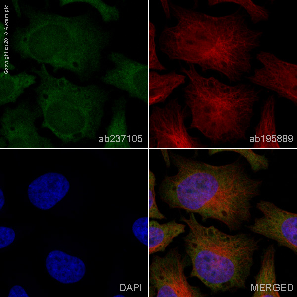 Immunocytochemistry/ Immunofluorescence - Alexa Fluor® 488 Anti-Ret antibody [EPR2871] (AB237105)