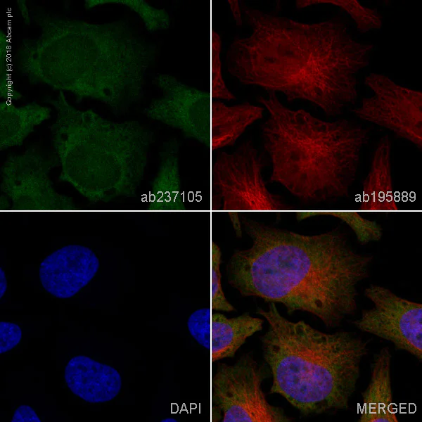 Immunocytochemistry/ Immunofluorescence - Alexa Fluor® 488 Anti-Ret antibody [EPR2871] (AB237105)
