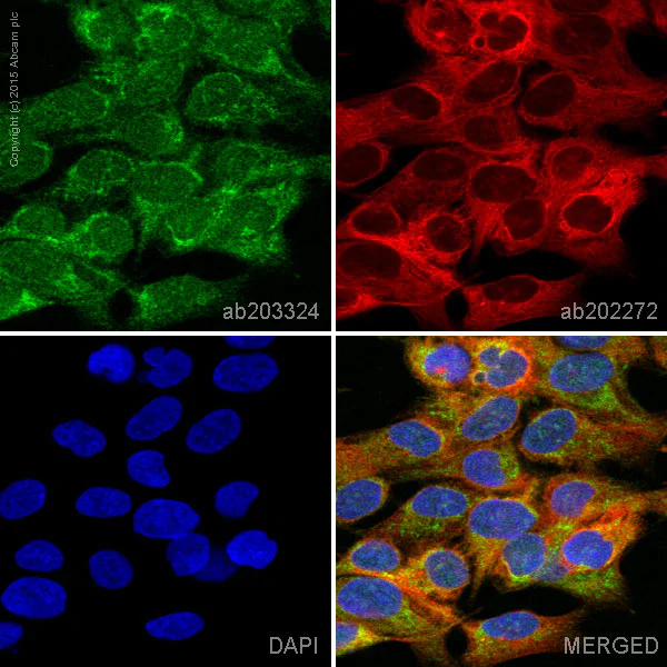 Immunocytochemistry/ Immunofluorescence - Alexa Fluor® 488 Anti-Rho antibody [Y486] (AB203324)