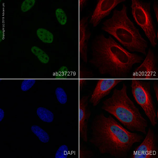 Immunocytochemistry/ Immunofluorescence - Alexa Fluor® 488 Anti-RNA polymerase II CTD repeat YSPTSPS (phospho S2) antibody [EPR18855] (AB237279)