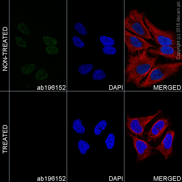 Immunocytochemistry/ Immunofluorescence - Alexa Fluor® 488 Anti-RNA polymerase II CTD repeat YSPTSPS (phospho S5) antibody [EP1510Y] (AB196152), expandable thumbnail