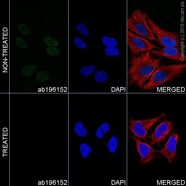 Immunocytochemistry/ Immunofluorescence - Alexa Fluor® 488 Anti-RNA polymerase II CTD repeat YSPTSPS (phospho S5) antibody [EP1510Y] (AB196152)