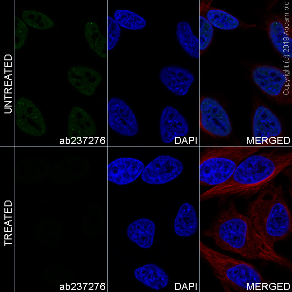 Immunocytochemistry/ Immunofluorescence - Alexa Fluor® 488 Anti-RNA polymerase II CTD repeat YSPTSPS (phospho S5) antibody [EPR19015] (AB237276), expandable thumbnail
