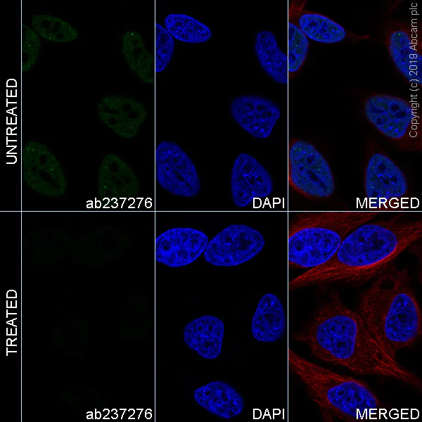 Immunocytochemistry/ Immunofluorescence - Alexa Fluor® 488 Anti-RNA polymerase II CTD repeat YSPTSPS (phospho S5) antibody [EPR19015] (AB237276)