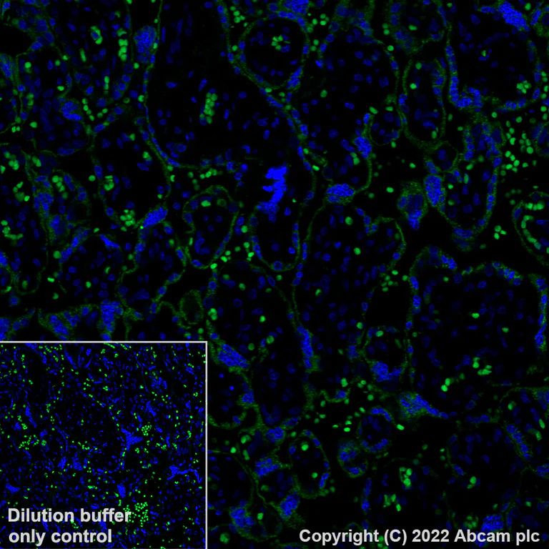 Immunohistochemistry (Formalin/PFA-fixed paraffin-embedded sections) - Alexa Fluor® 488 Anti-ROCK1 antibody [EPR638Y] (AB307864)