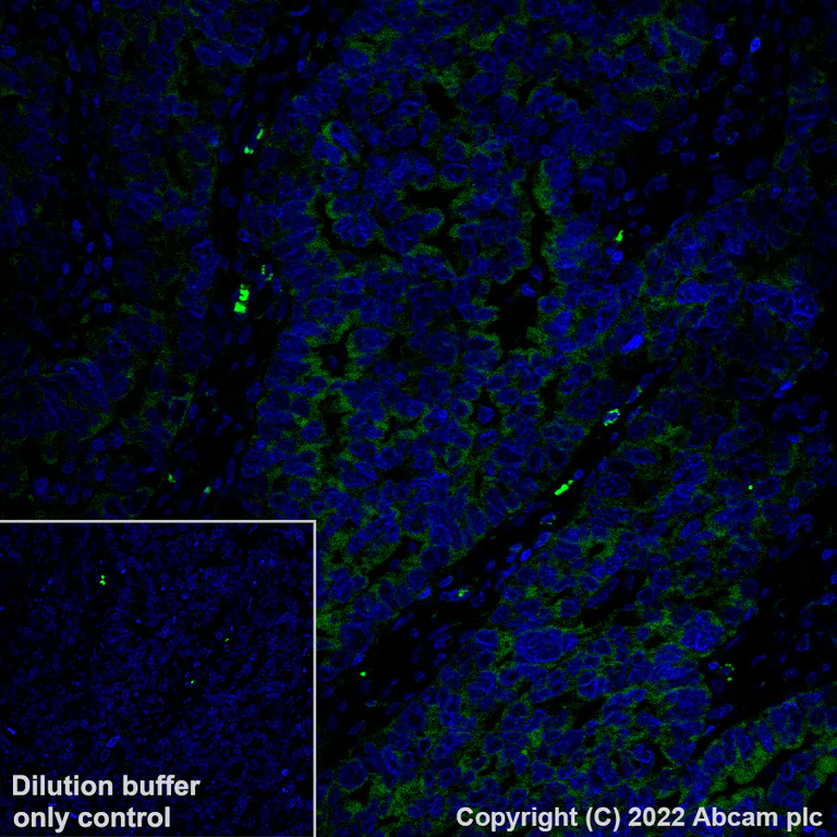 Immunohistochemistry (Formalin/PFA-fixed paraffin-embedded sections) - Alexa Fluor® 488 Anti-ROCK1 antibody [EPR638Y] (AB307864)