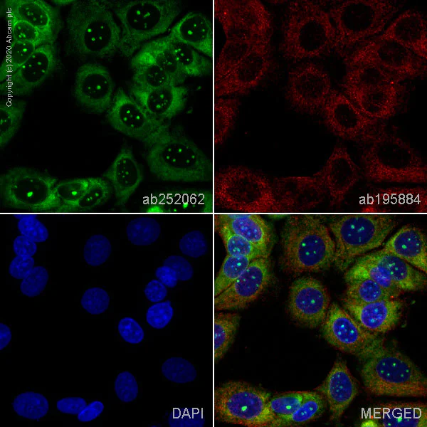 Immunocytochemistry/ Immunofluorescence - Alexa Fluor® 488 Anti-RPL10A antibody [EPR12344] (AB252062)