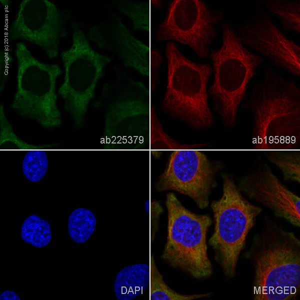 Immunocytochemistry/ Immunofluorescence - Alexa Fluor® 488 Anti-RPLP0 antibody [EP15646] (AB225379)