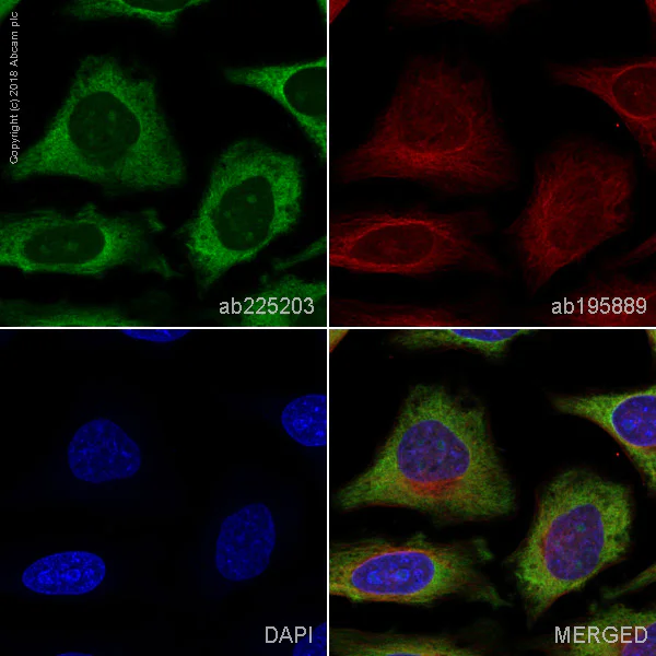 Immunocytochemistry/ Immunofluorescence - Alexa Fluor® 488 Anti-RPS10 antibody [EPR8545] (AB225203)