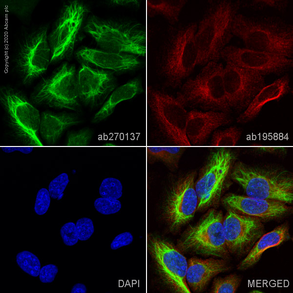 Immunocytochemistry/ Immunofluorescence - Alexa Fluor® 488 Anti-RRM1 antibody [SP167] (AB270137)