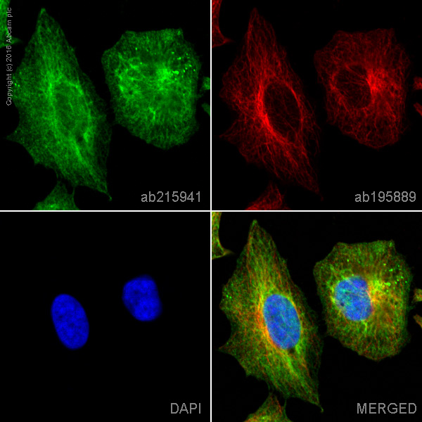 Immunocytochemistry/ Immunofluorescence - Alexa Fluor® 488 Anti-RRM2 antibody [EPR11820] (AB215941), expandable thumbnail