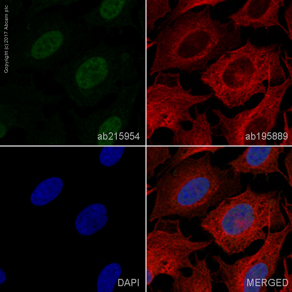Immunocytochemistry/ Immunofluorescence - Alexa Fluor® 488 Anti-RUNX2 antibody [EPR14334] (AB215954), expandable thumbnail