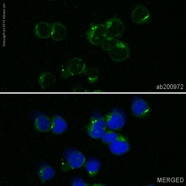 Immunocytochemistry/ Immunofluorescence - Alexa Fluor® 488 Anti-S100A9 antibody [EPR3555] (AB200972), expandable thumbnail